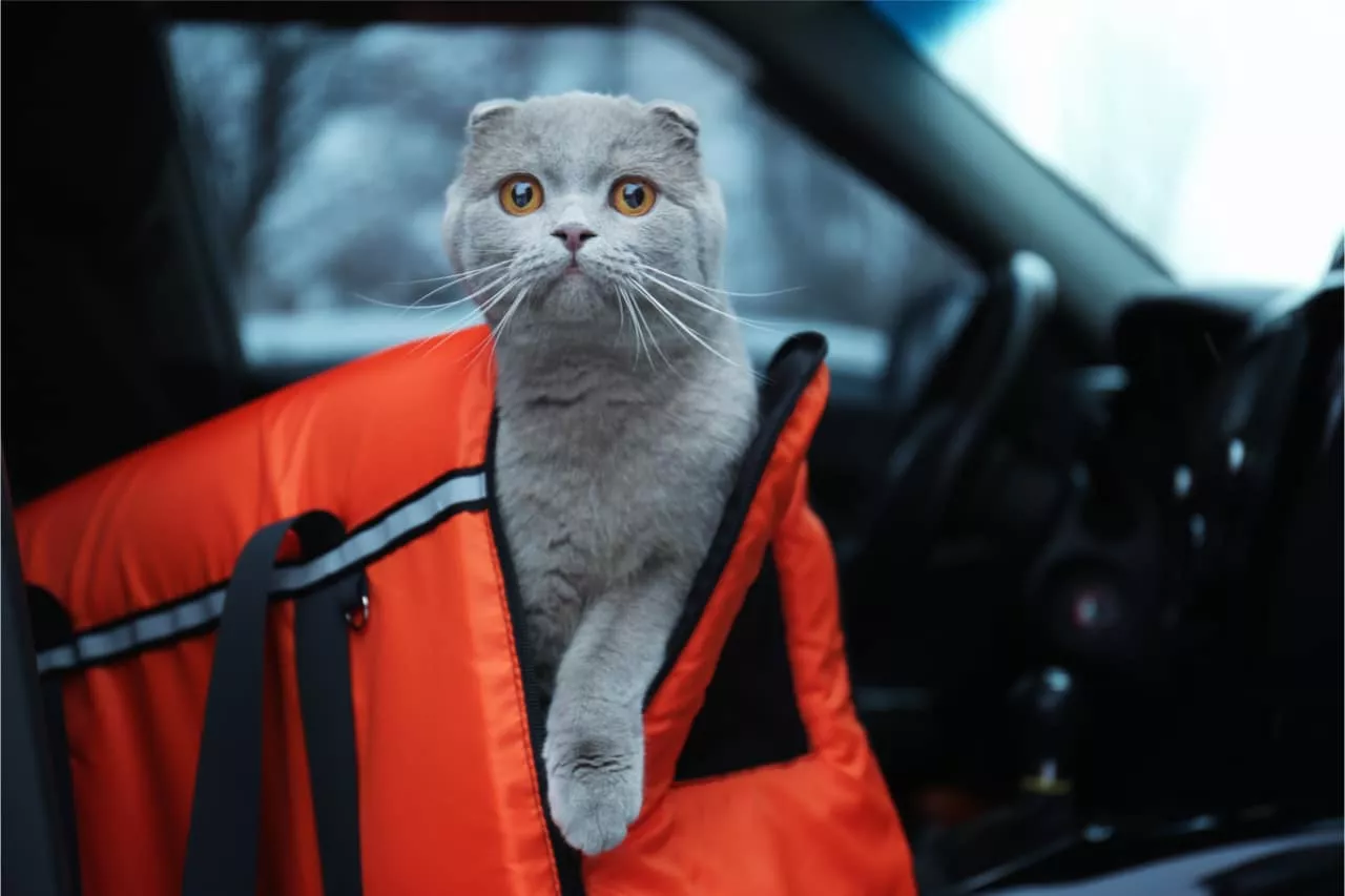 Sleepypod - Dier Kombi aus Transporttasche und Katzenbett