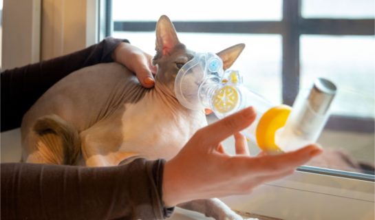 Felines Asthma bei Katzen
