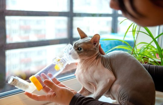 Katzen mit Asthma an Inhalationstherapie gewöhnen