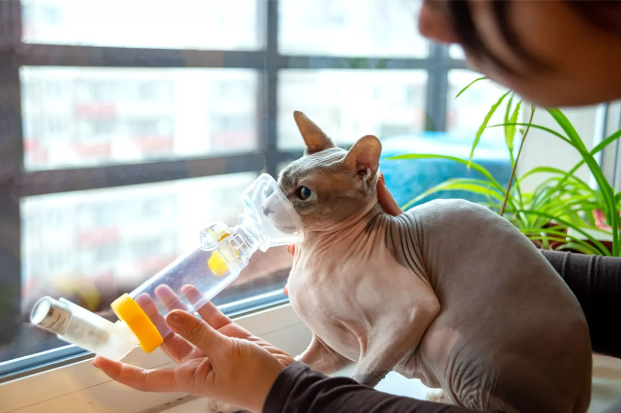 Katze an das inhalieren zur Behandlung von Asthma