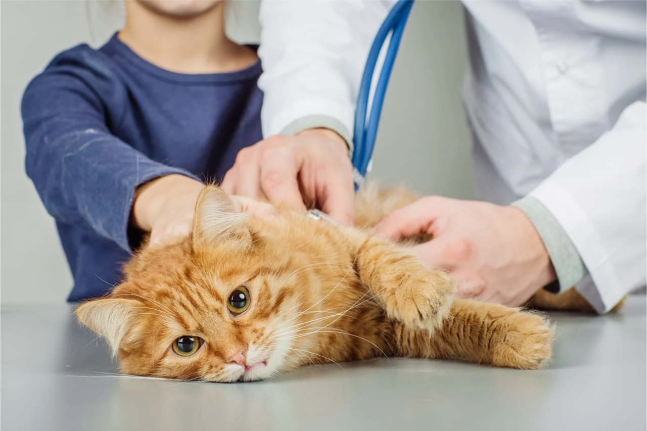 Katzenkrankheiten im Alter