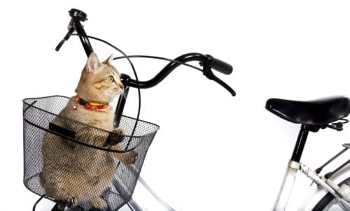 Fahrradkorb Katze