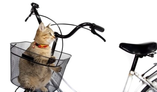 Katze mit Fahrrad transportieren: Aber wie?