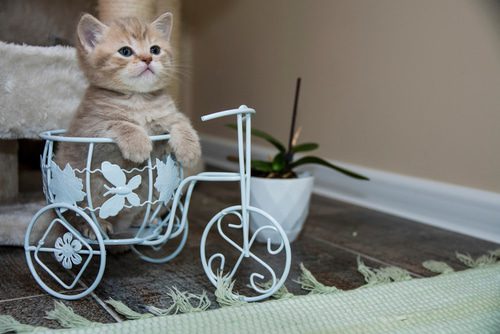 Katze in Fahrradkorb