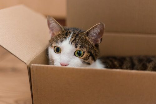 Katzen lieben Kartons
