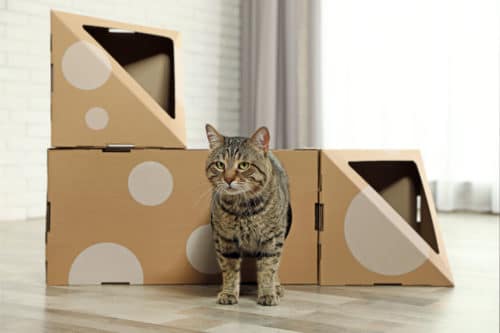 Katzenhaus aus Pappe