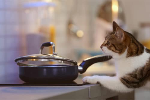 Katze küchenherd