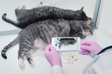 Mit der Katze zum Online-Tierarzt? Sprechstunde per Videochat
