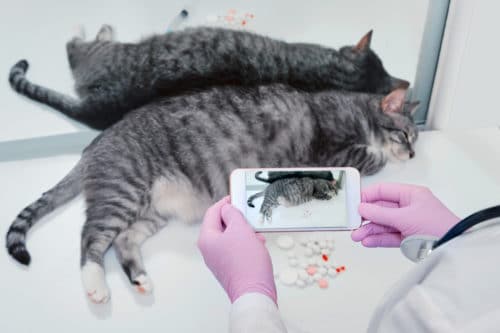 Telemedizin für Katzen