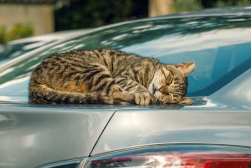 Katze schläft auf Auto