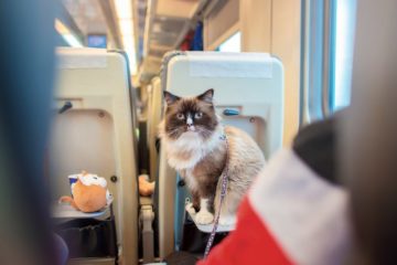 Bahn fahren mit Katzen – Wie nehme ich meine Katze im Zug mit?