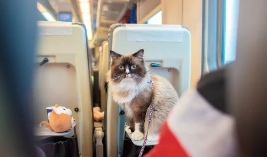 Bahn fahren mit Katzen – Wie nehme ich meine Katze im Zug mit?